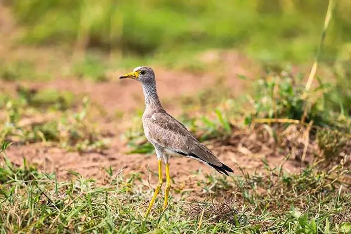 African wattled lapwing